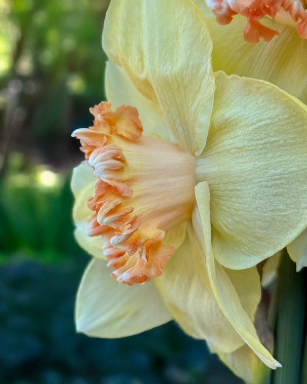 Narcissus 'By George'