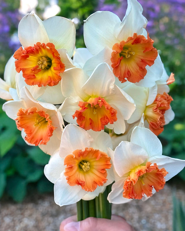 Narcissus 'Eclat'