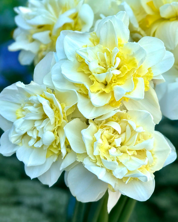 Narcissus 'Young Devotion'