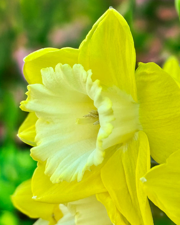 Narcissus 'Green Garden'