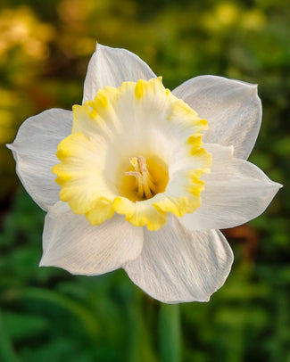 Narcissus 'Dutch Mountain' Narcissus 'Dutch Mountain'