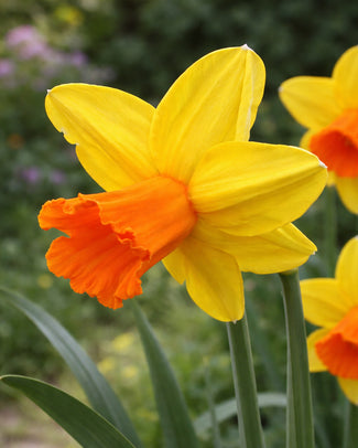 Narcissus 'Classic Garden' Narcissus 'Classic Garden'