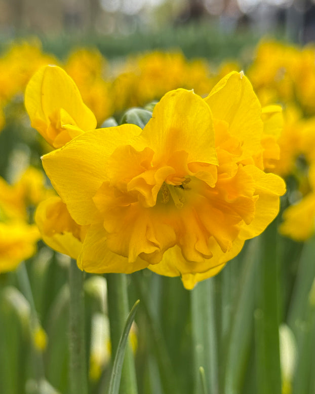 Narcissus 'Yellow Parrot'