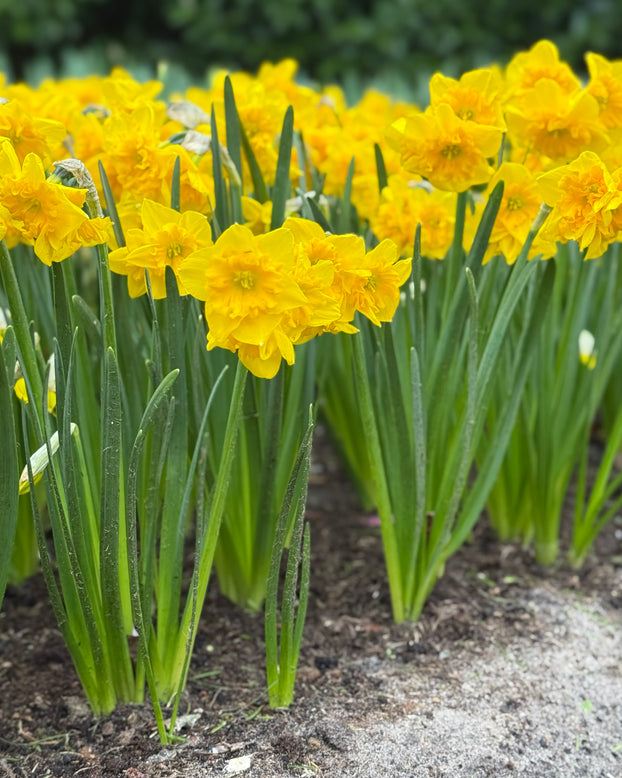 Narcissus 'Yellow Parrot'