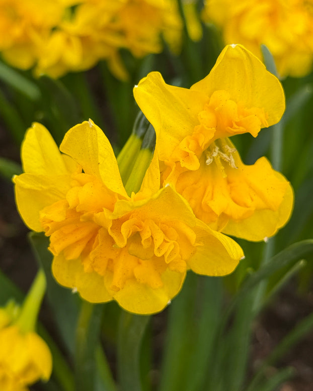 Narcissus 'Yellow Parrot'