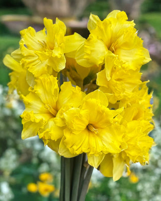 Narcissus 'Sprinter' Narcissus 'Sprinter'