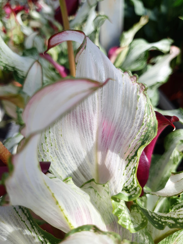 Calla 'Frozen Queen'
