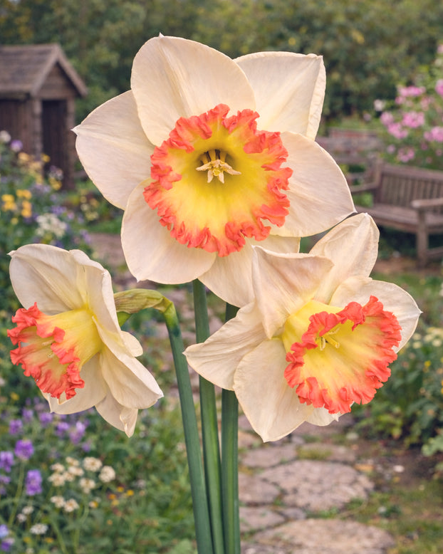 Narcissus 'Crème Caramel'