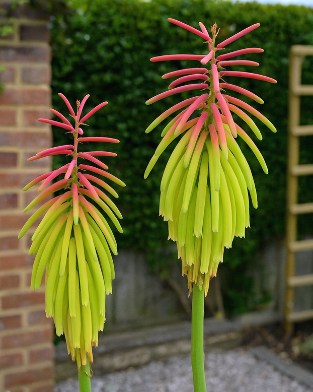 Kniphofia 'Rasta'