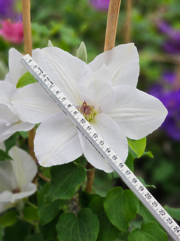 Clematis 'Guernsey Flute'