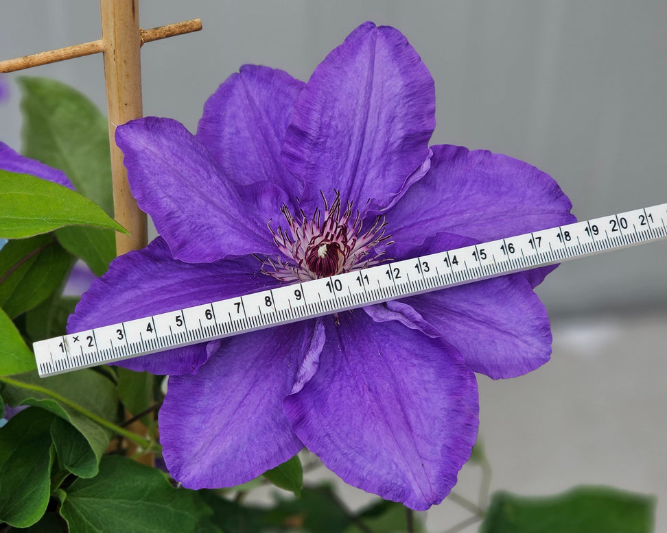 Clematis 'Lindsay'