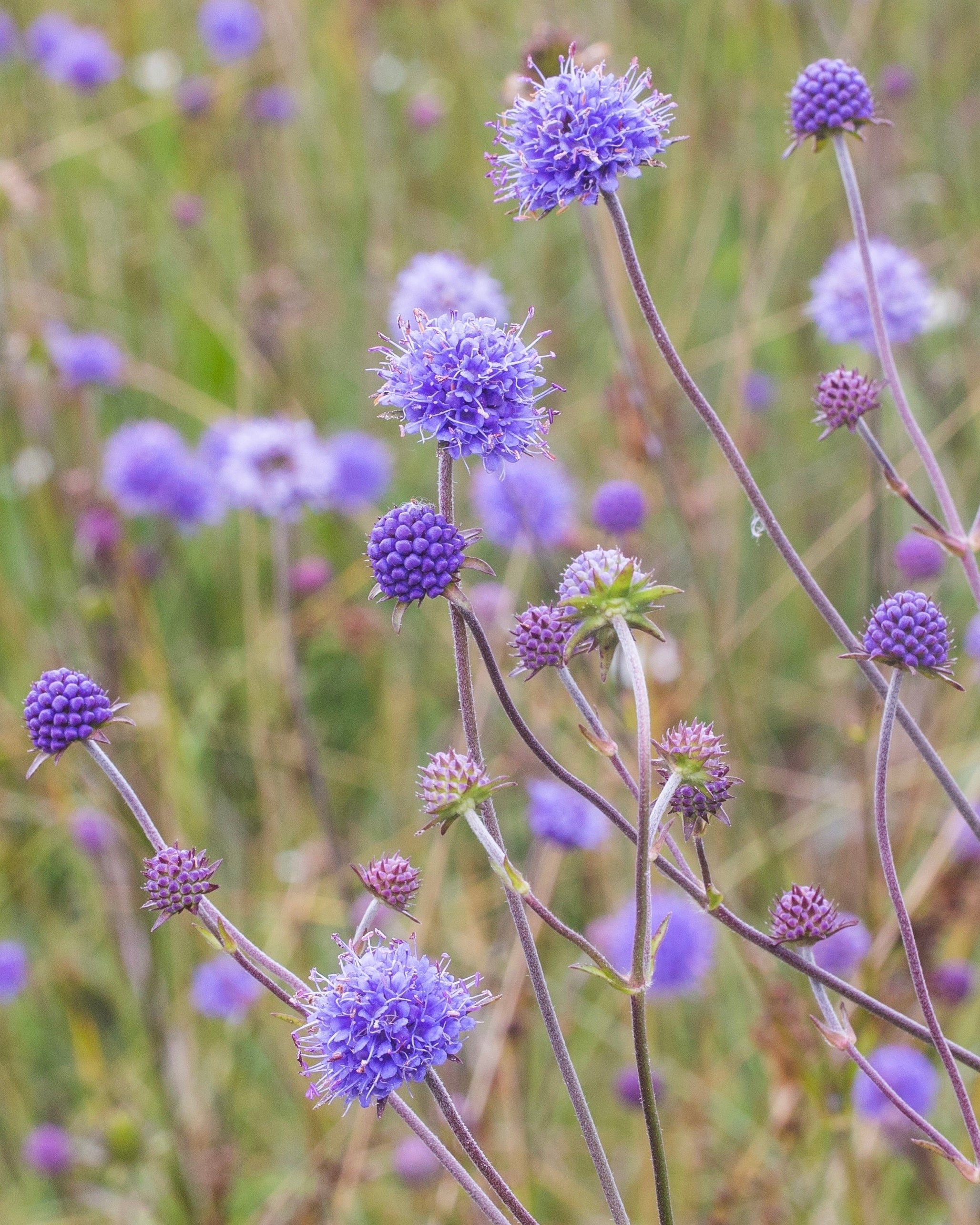 Succisa Pratensis devil s bit Scabious Bare Roots Buy Online At succisa-pratensis-devil-s-bit-scabious-bare-roots-buy-online-at