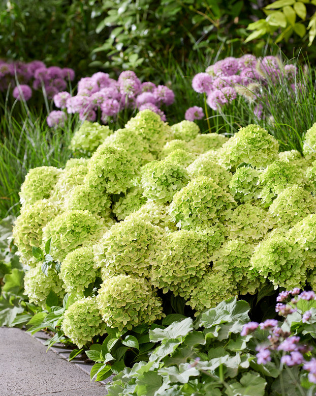 Hydrangea 'Groundbreaker Greeny'