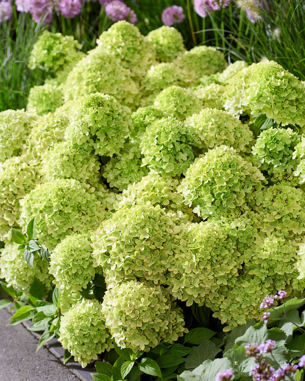 Hydrangea 'Groundbreaker Greeny'