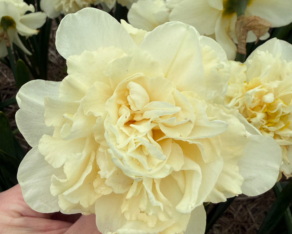 Narcissus 'Sophia'