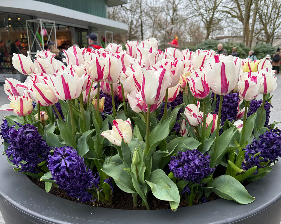Tulip 'Alise'