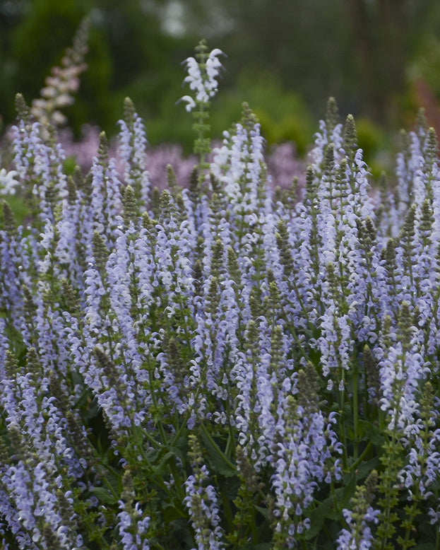 Salvia 'Crystal Blue'