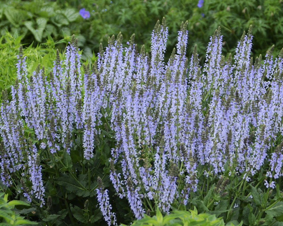 Salvia 'Crystal Blue'