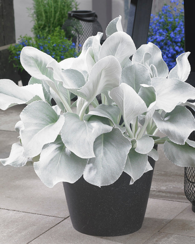 Senecio 'Angel Wings'