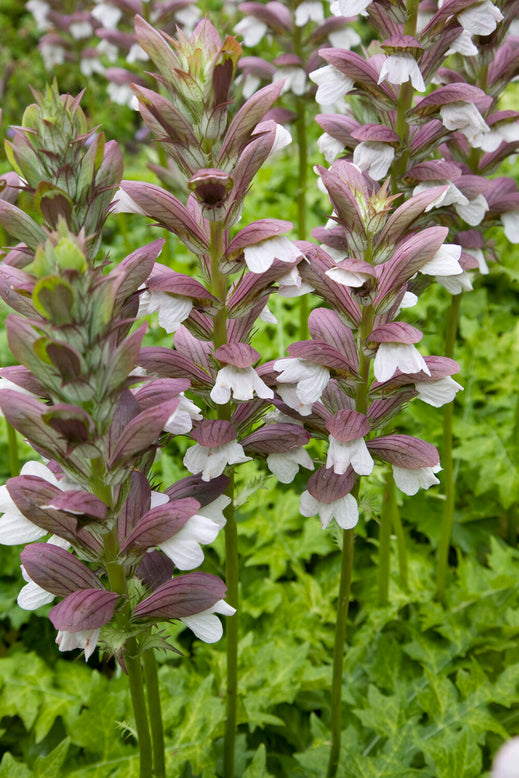 Acanthus 'White Lips'