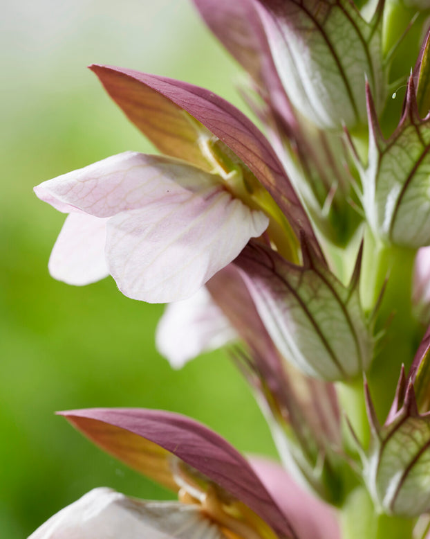 Acanthus 'White Lips'