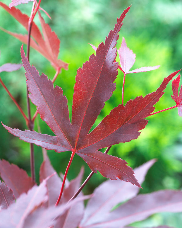 Acer 'Atropurpureum'