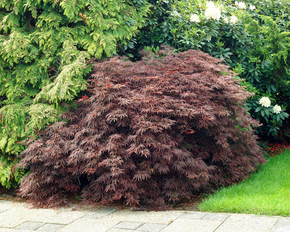 Acer 'Atropurpureum'