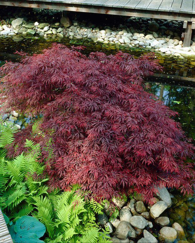 Acer 'Atropurpureum'