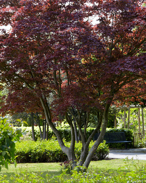 Acer 'Atropurpureum'