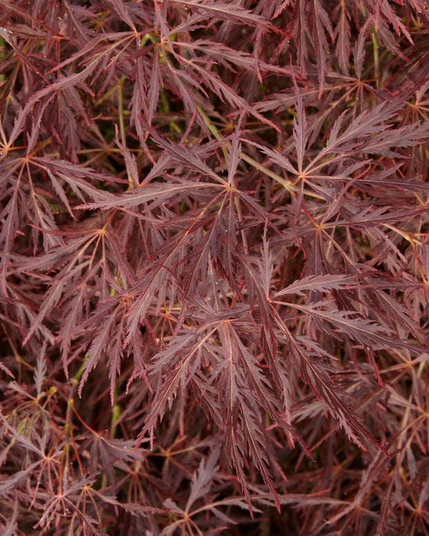 Acer 'Atropurpureum'