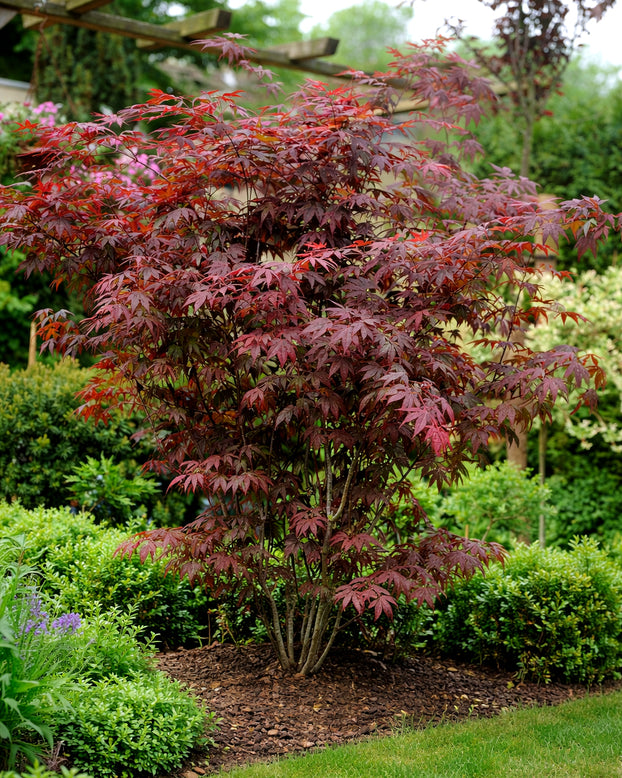 Acer 'Atropurpureum' - purple Japanese maple tree