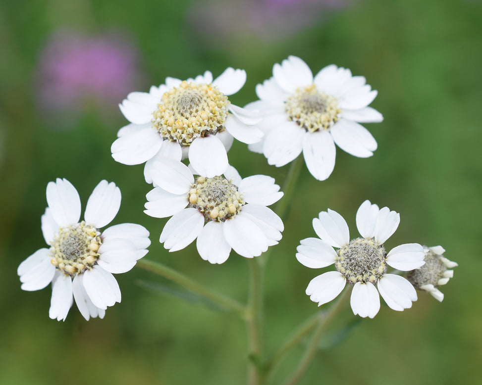 Achillea ptarmica