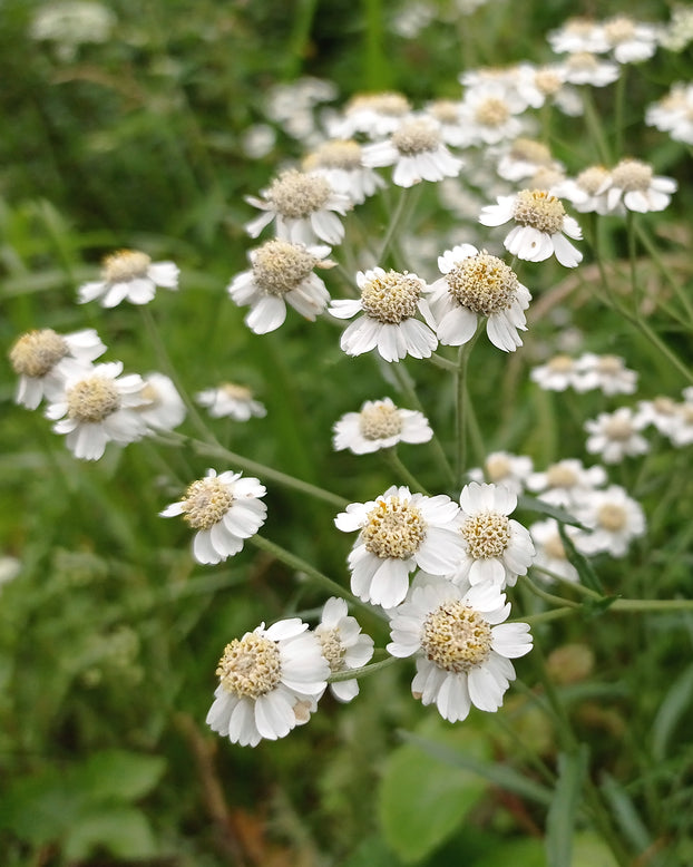 Achillea ptarmica