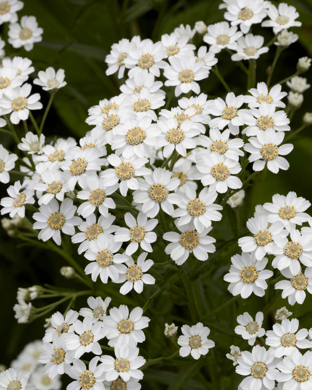 Achillea ptarmica