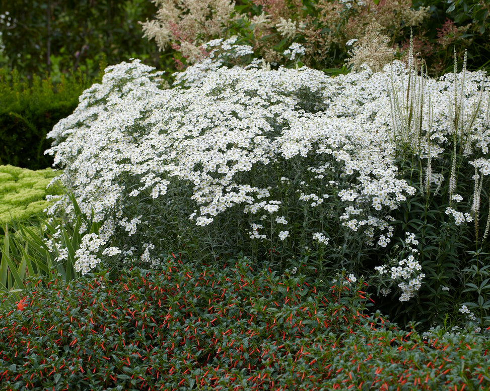 Achillea ptarmica
