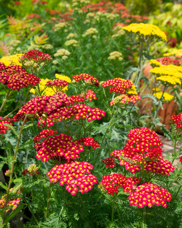 Achillea 'Short Red'