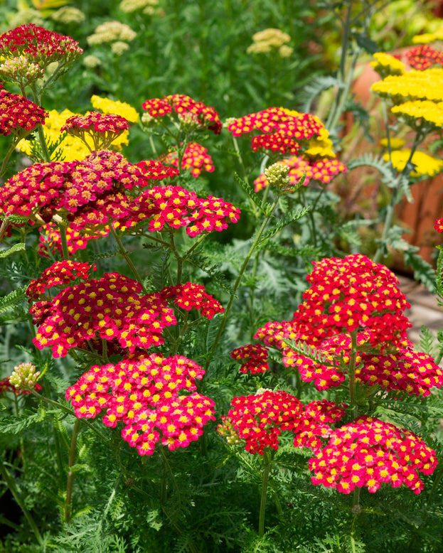 Achillea 'Short Red'