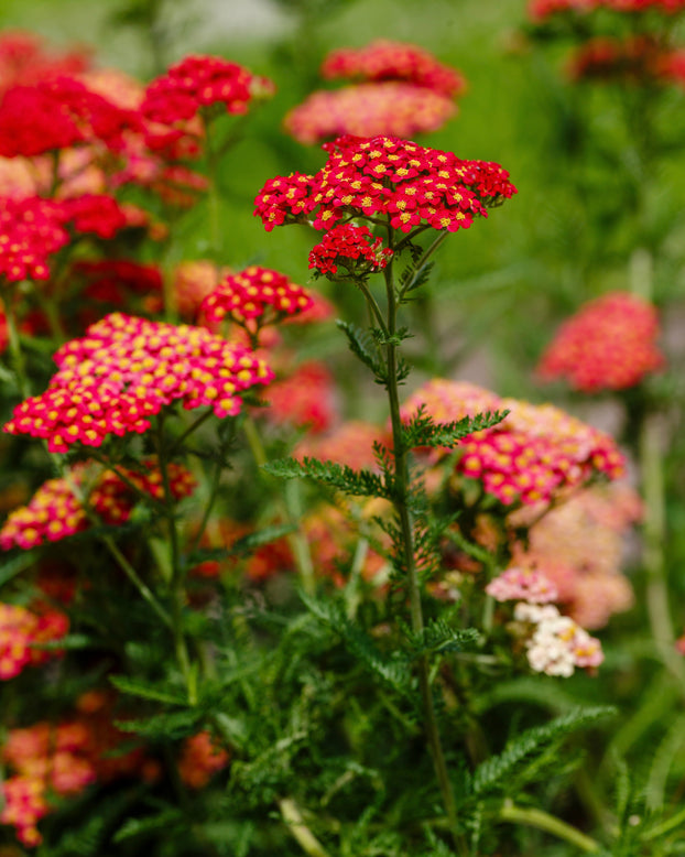 Achillea 'Short Red'
