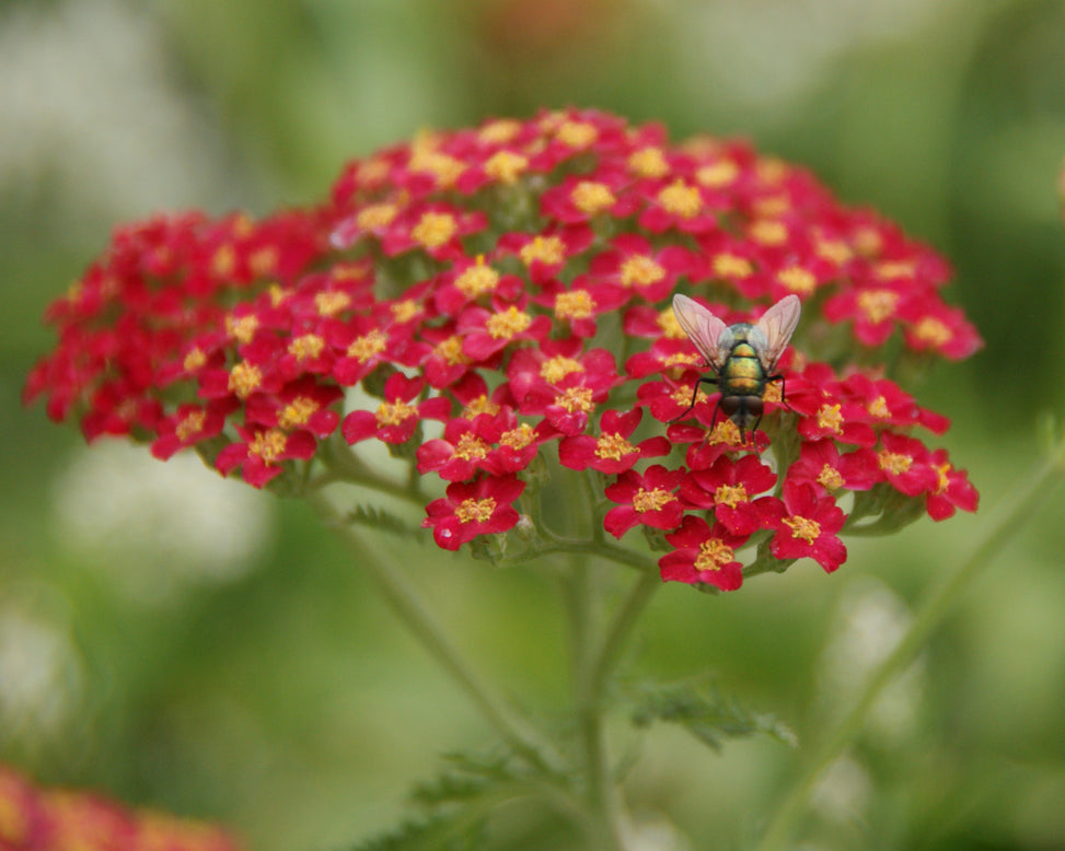 Achillea 'Short Red'