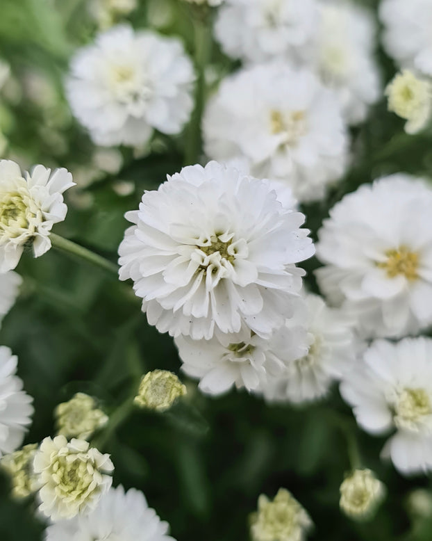 Achillea 'Diadeem'