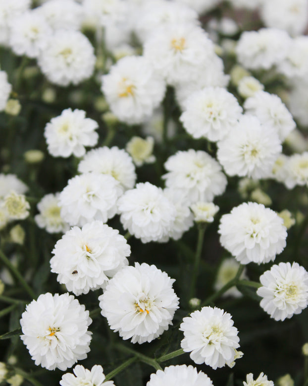 Achillea 'Diadeem'