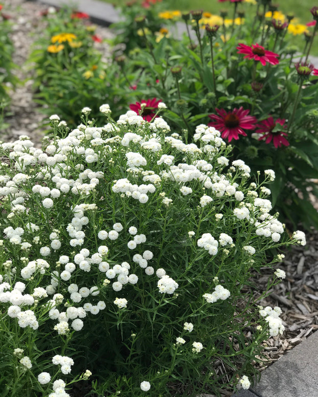 Achillea 'Diadeem'