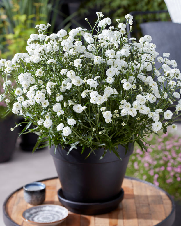 Achillea 'Diadeem'