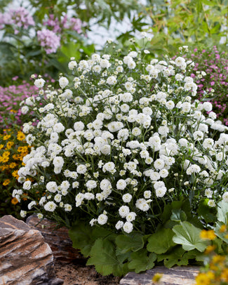 Achillea 'Diadeem' Achillea 'Diadeem'