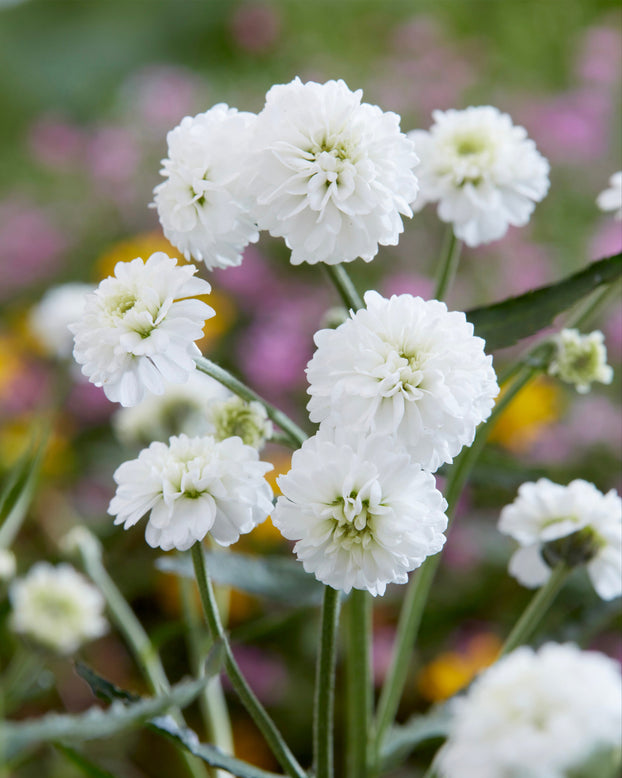 Achillea 'Diadeem'