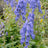 Aconitum