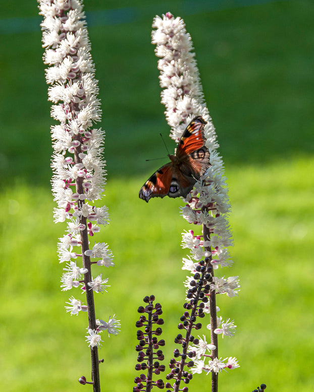 Actaea 'Chocoholic'