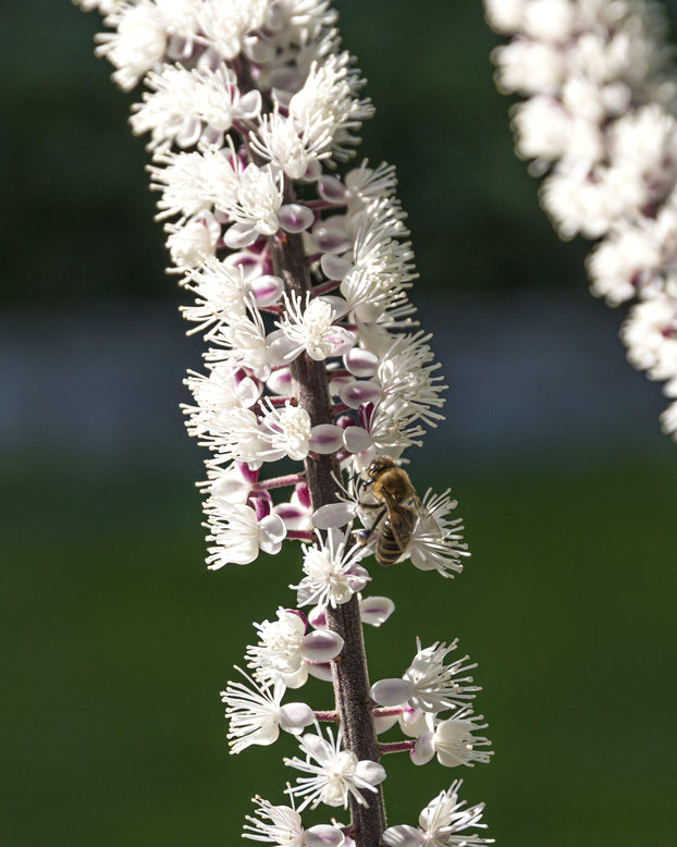 Actaea 'Chocoholic'