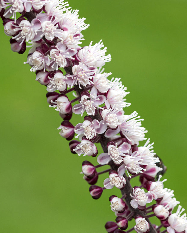 Actaea 'Chocoholic'