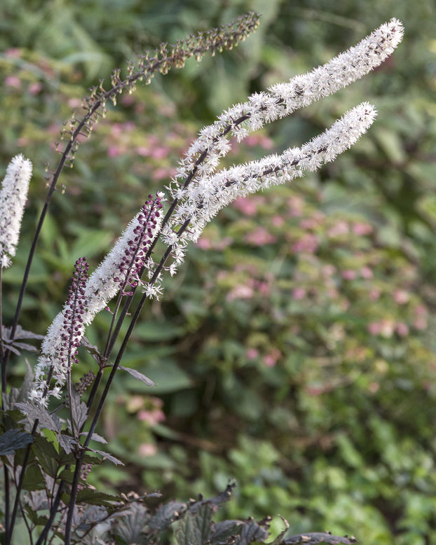 Actaea 'Chocoholic'
